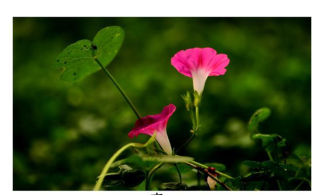 牵牛花（牵牛花的花语与寓意）