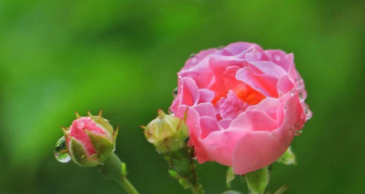 蔷薇亚科代表植物的美丽与多样性（探索蔷薇亚科代表植物的奇妙世界）