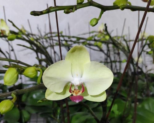 青苹果花的象征和寓意（一颗希望之花——青苹果花）