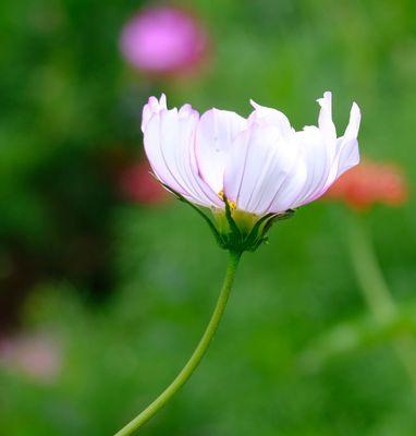 秋英的花语与寓意（秋英花的品种及象征意义）