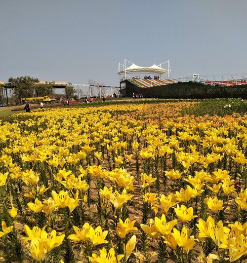 日照市花桂花的象征意义（傲视百花的“桂花”）