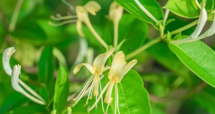 日照市花桂花的象征意义（傲视百花的“桂花”）