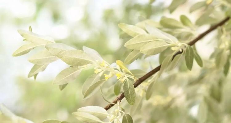 沙枣花的花语与寓意——一朵代表温暖与希望的花朵（从花语解读到心灵的治愈）