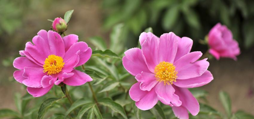 芍药花（盛放于土地上的美丽柔情）