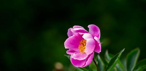 芍药花（芍药花花语及其象征意义）