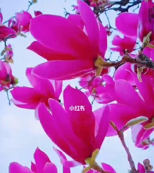 以忘忧草代表爱而不得的痛苦（无奈与纠结）