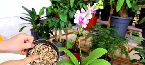 花开成功路上（以百合花代表成功的含义与象征）