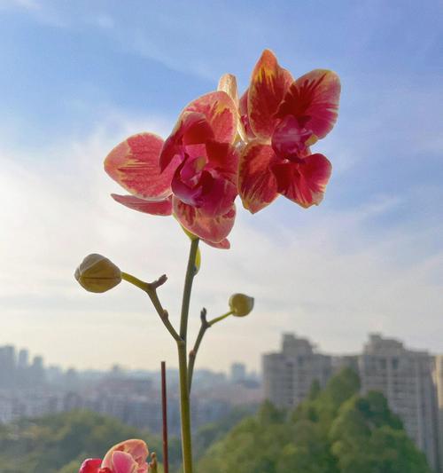 初恋之花——初恋的象征与回忆（初见芬芳）