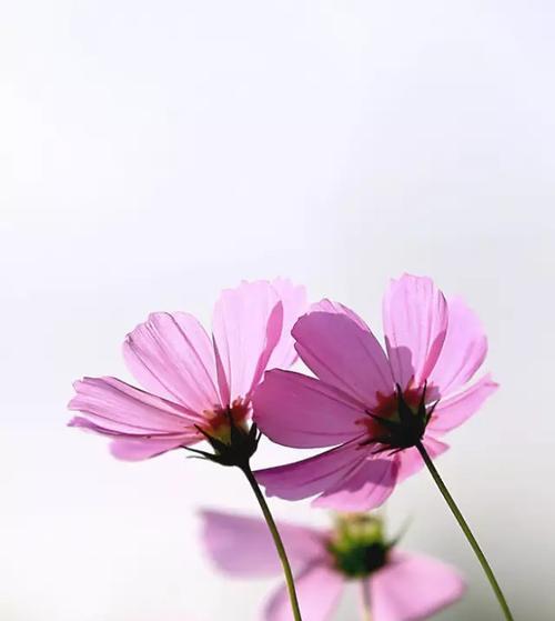 花言巧语之间，分手的代价（用百合花诉说分离的痛苦）