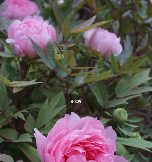 富贵之花（以花为媒）