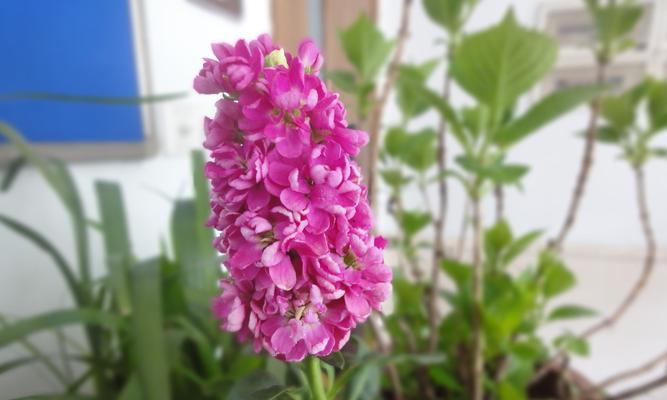 感谢之花（用花朵表达感激之情）