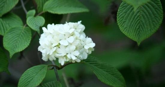 孤独忧郁的花朵（一个寂寞而美丽的世界）