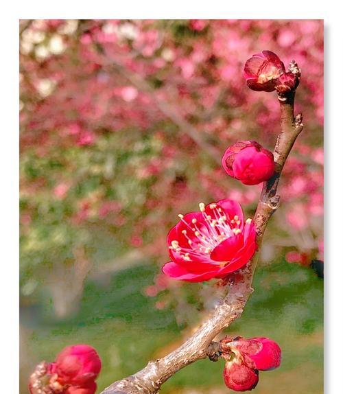 花开好运，吉祥如意（探寻花卉中的吉祥象征）