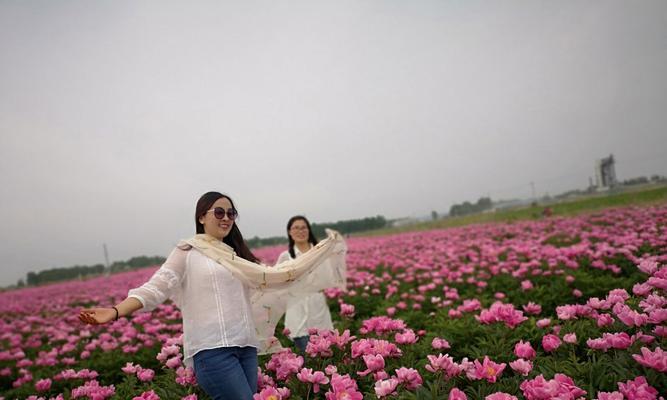 红颜知己的花语——以什么花代表红颜知己（传递情谊的花朵之选）
