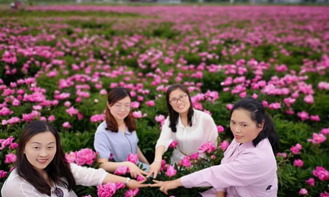 红颜知己的花语——以什么花代表红颜知己（传递情谊的花朵之选）
