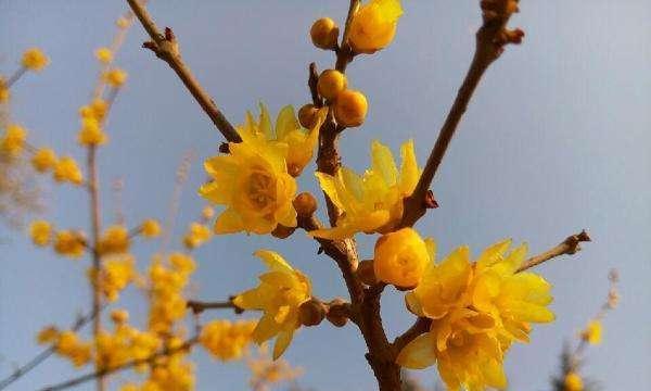 花语吉祥（探寻不同花卉所象征的吉祥意义）