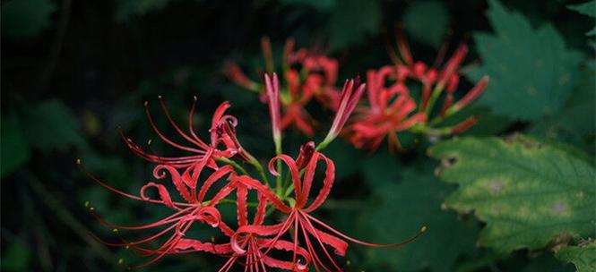 永别花（与花语共挥别的泪水）