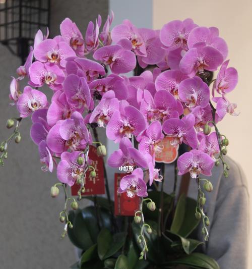 花开平安，春色绽放（以花为媒）