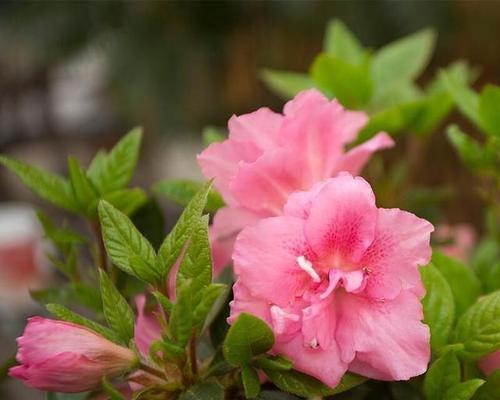 花语中的柔弱娇贵（以玫瑰为主题的柔弱娇贵之美）