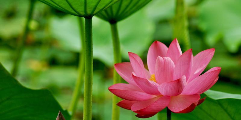 以百合花代表善良的美德（传递善良的力量）