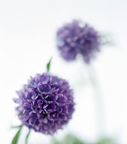 以花为象征，探索生命的意义（用花的绽放诠释生命的奇迹）