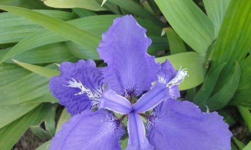 花开痛苦，花谢悲伤（以花为媒）