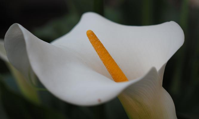 花语解读（探索花的语言）