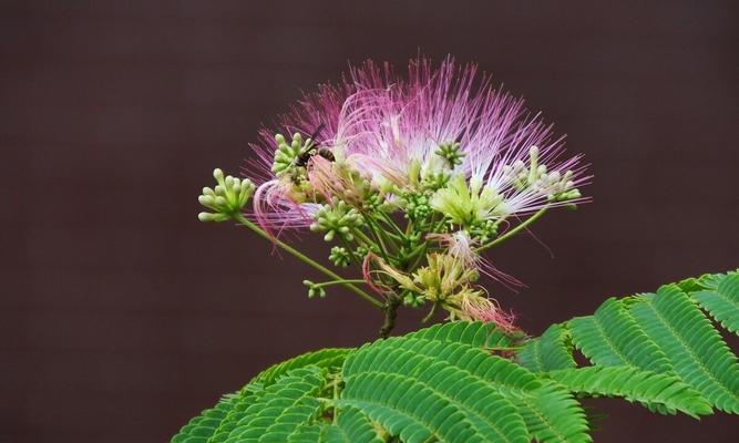 一生一世，情深似海（用花来寄托永恒的爱）