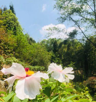 一生一世，情深似海（用花来寄托永恒的爱）