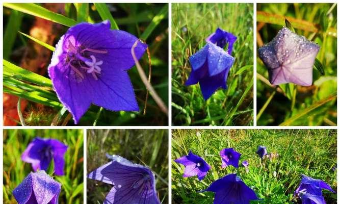 以百合花代表永恒的爱（探寻百合花在爱情中的象征意义）