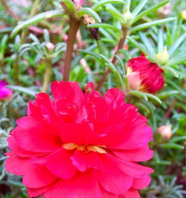 忠诚的花朵——菊花（以菊花为象征的忠诚品质及其文化内涵）