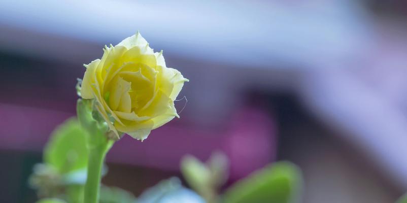 花语祝福，用花传递无限祝福（花语祝福的意义及相关花卉的象征意义）