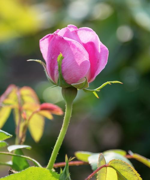 花开专一忠诚（以花为媒）