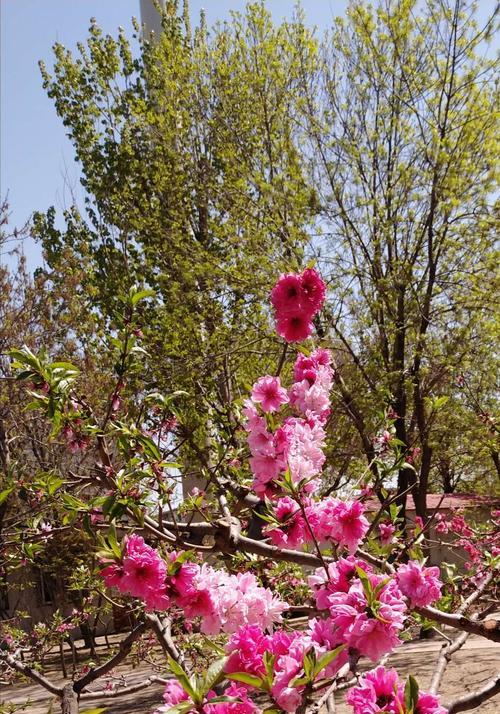 智慧之花（以花为媒）