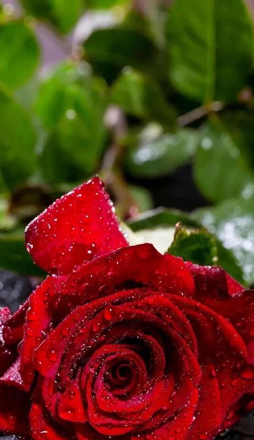 爱的花语——以玫瑰为主题的花语文章（用玫瑰的花语诠释爱的情感）
