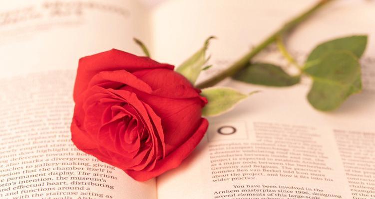 爱情花语-以玫瑰为主题（玫瑰花语的浪漫告白）