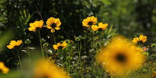 灿烂花语——瑞丽向阳花（以瑞丽向阳花为主题）