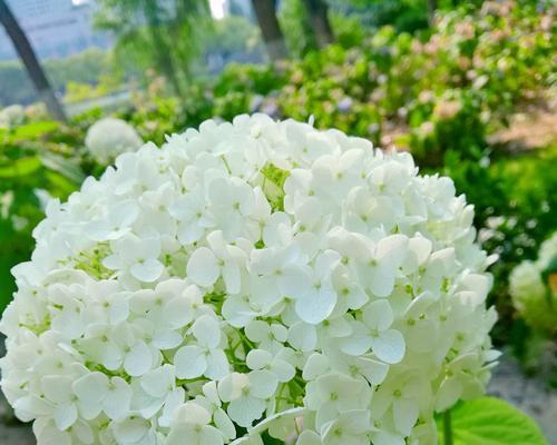 花开成功路（以菊花为主题的成功花语）