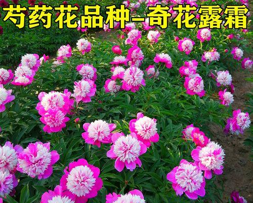 以百合花的花语为主题的诚信文章（用花语传递诚信的力量）