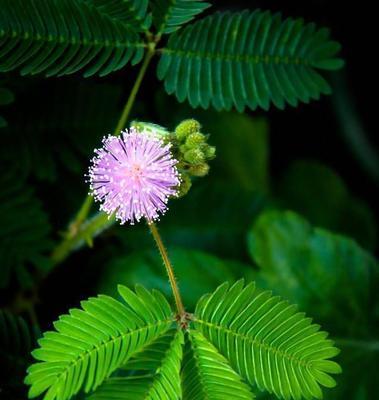 宠爱如花，璀璨心意（以康乃馨为花语）