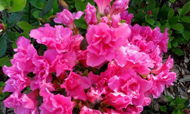 初见之美——以蔷薇花的花语为主题的文章（探寻初见魅力）