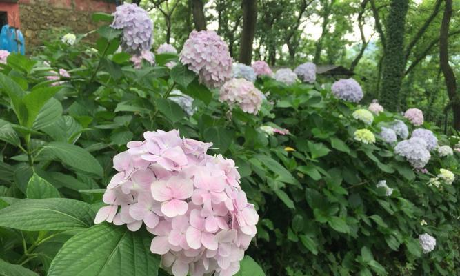 错过的花语——以百合花为例（百合花）