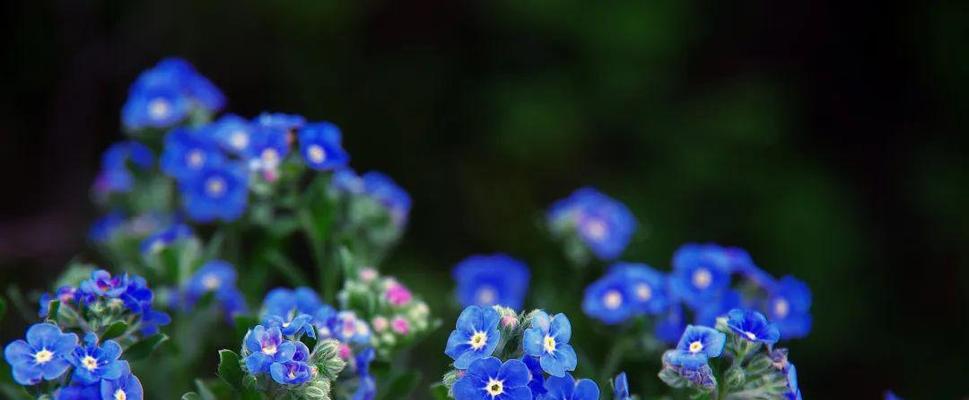 单身之花（玫瑰花的花语和象征意义）