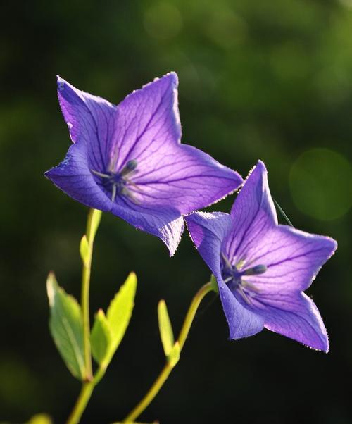 等你回来，花语传情（以百合花为主题的思恋与期待）