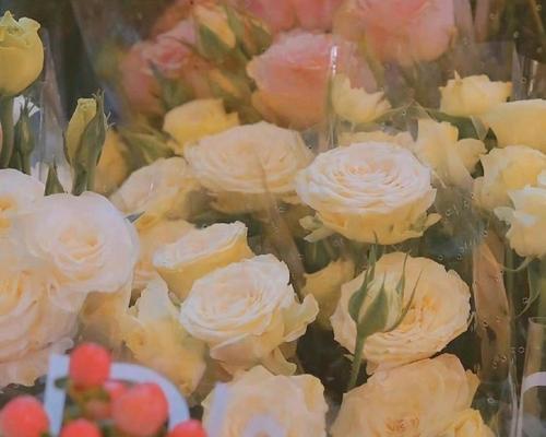 等你娶我，花开成诺言（以玫瑰花为媒）