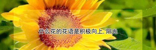 放手的花语——以百合花为主题的文章（追求内心自由与成长的关键）