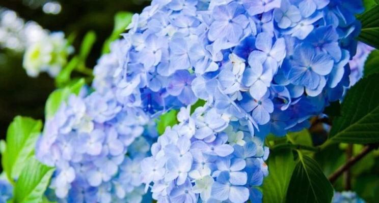 放下的花语——以白玫瑰为主题的思考与寻找（白玫瑰花语）