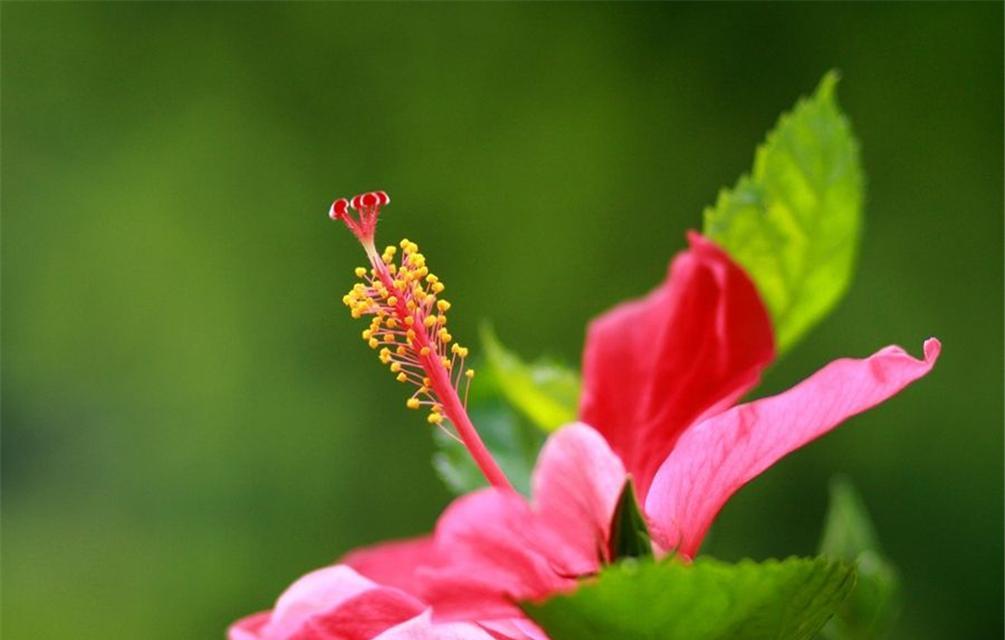 蔷薇花语——爱与美的象征（用蔷薇花语诠释爱情与美丽）