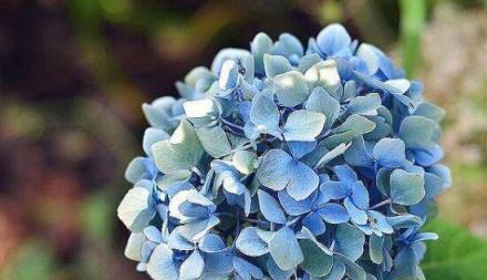 缘尽花开（以百合花诠释分离的心情）