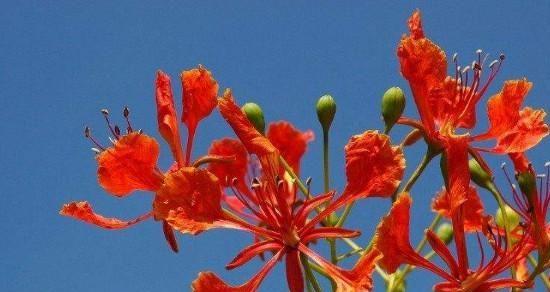 以玫瑰花的花语为主题的文章（玫瑰花语-情感复合的象征）
